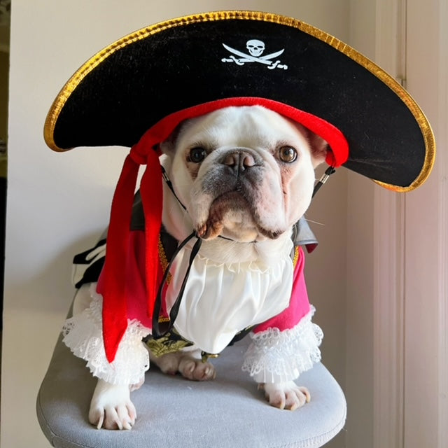 Carribean Pirate Dog Cat Pet Halloween Pink Renaissance Costume