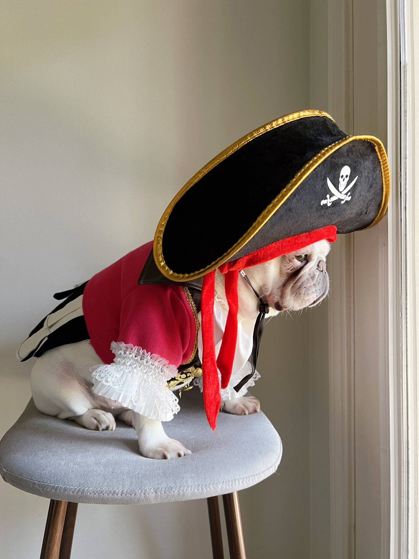 Carribean Pirate Dog Cat Pet Halloween Pink Renaissance Costume
