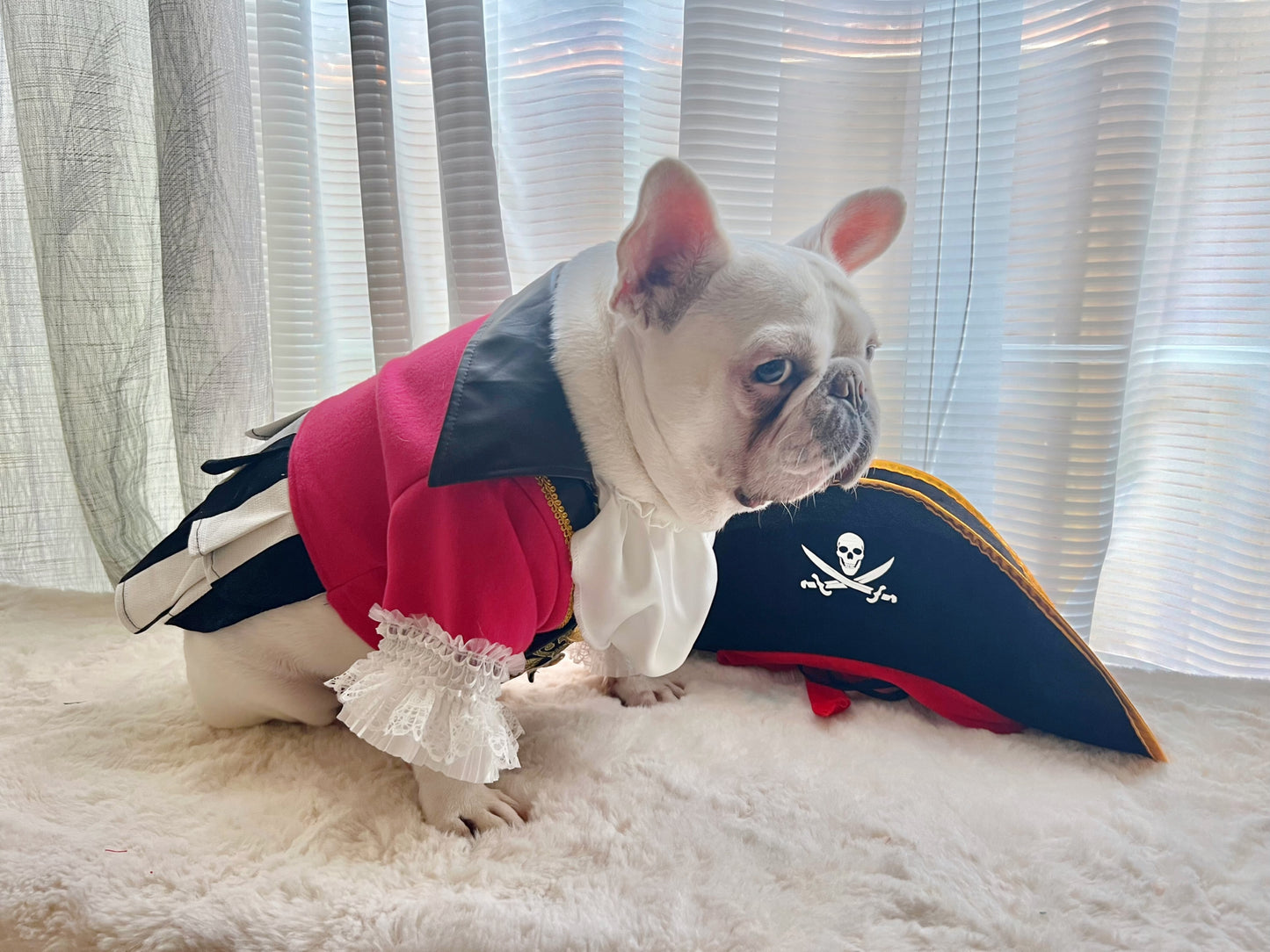 Carribean Pirate Dog Cat Pet Halloween Pink Renaissance Costume