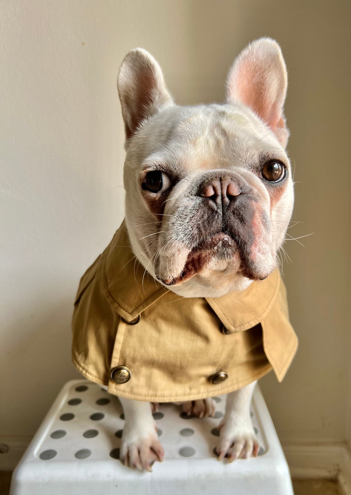 Inverness Cape Bandana Bib