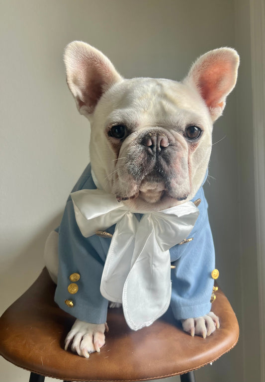 Bridgerton Regency Gentleman with Cravat Pet Cat and Dog Costume