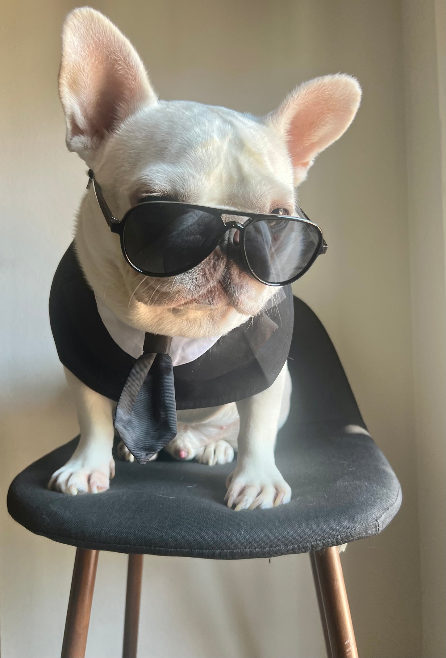 Pet Men In Black Tuxedo Bandana with Black Tie Bib