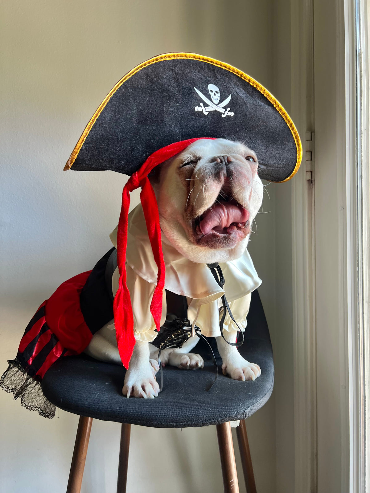 Carribean Pirate Dog Cat Pet Halloween Renaissance Corset Dress Costume