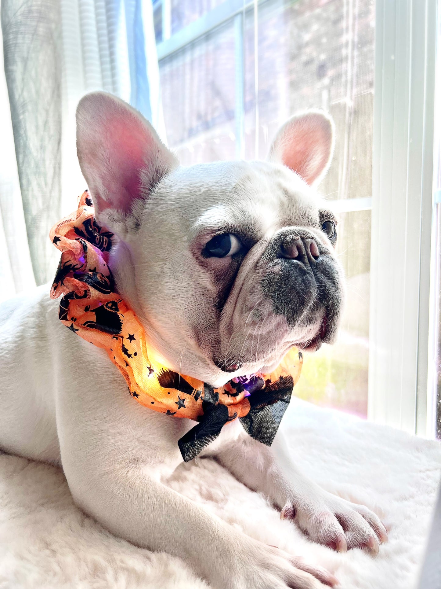 Halloween Colorful LED Glowing Neckband Bandana Collar