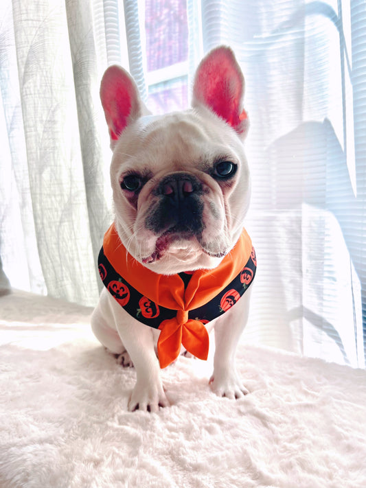 Halloween Spooky Pumpkin Pet Bandana