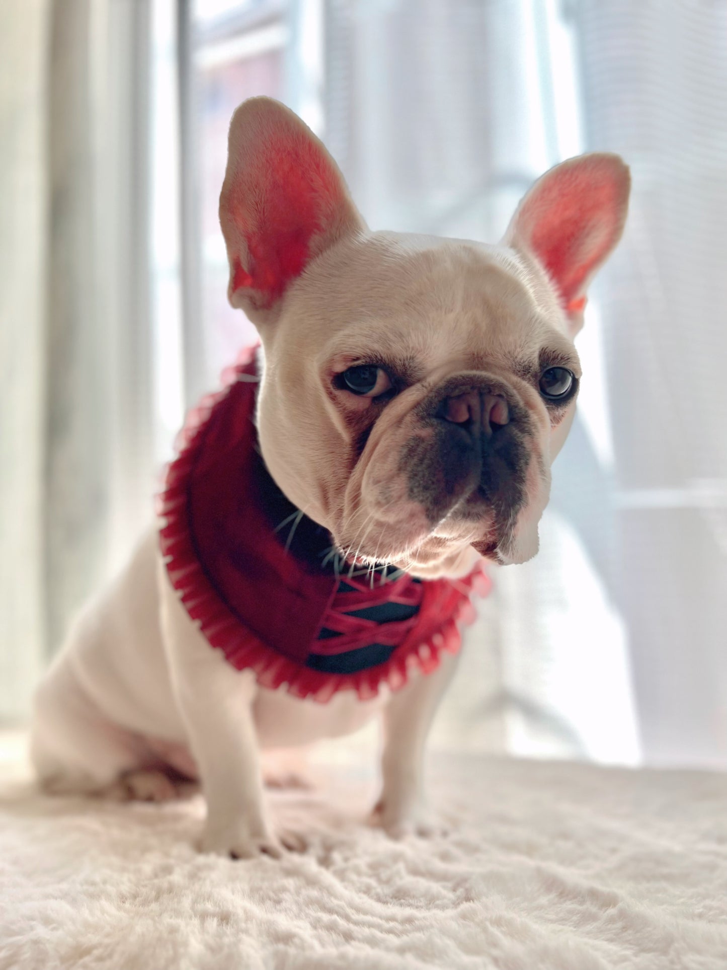 Medieval Renaissance Cosplay Costume Pet Dog Cat Bandana Bib