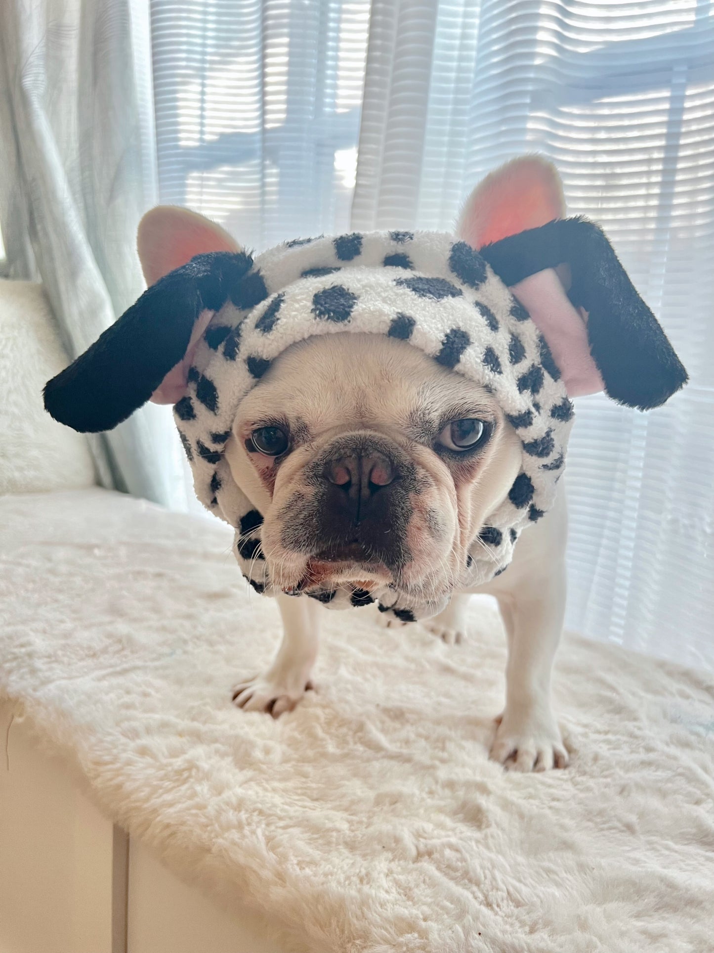Cute Dalmatian Headband