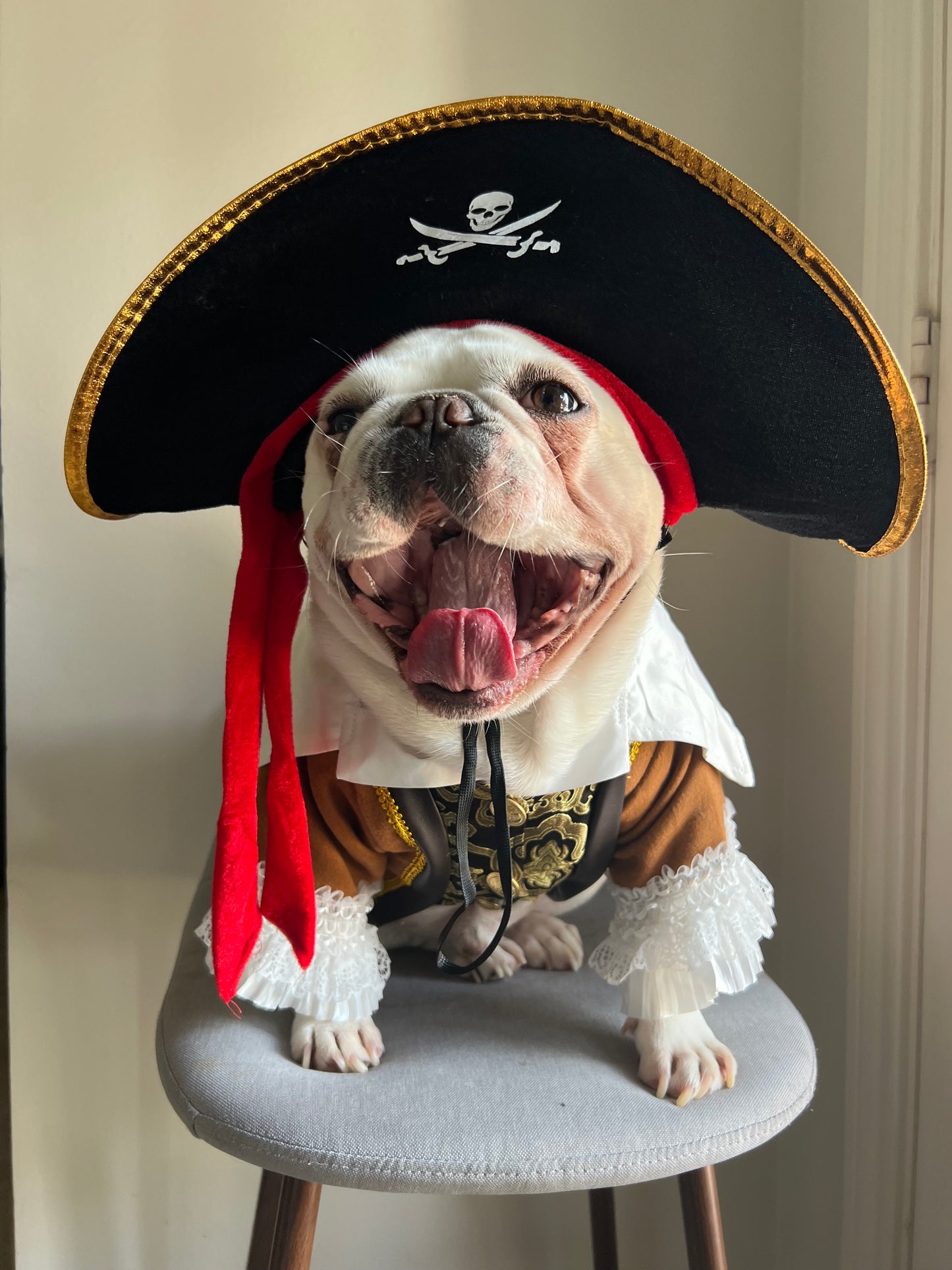 Carribean Pirate Dog Cat Pet Halloween Renaissance Costume