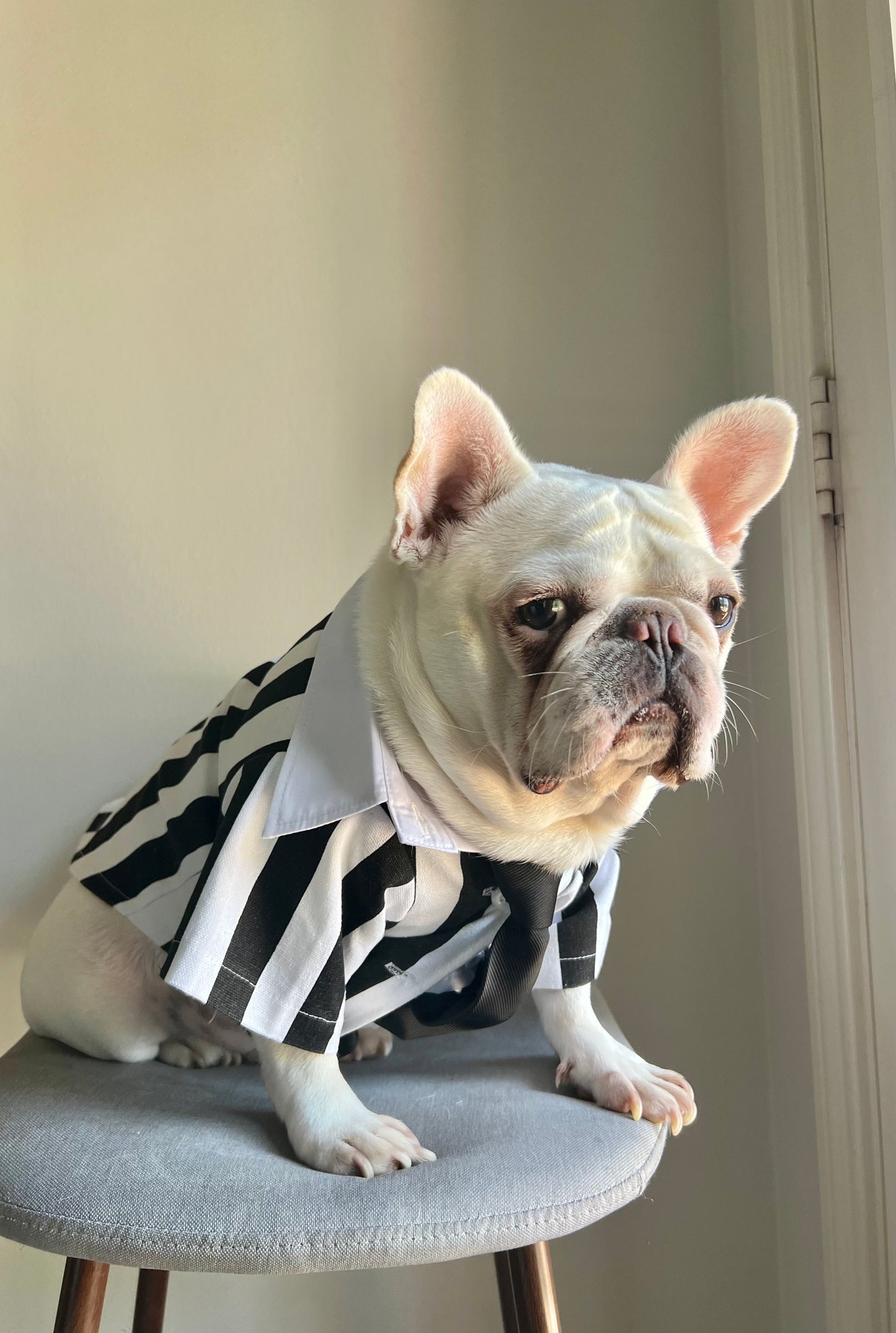 Black White Striped Pet Costume with Tie
