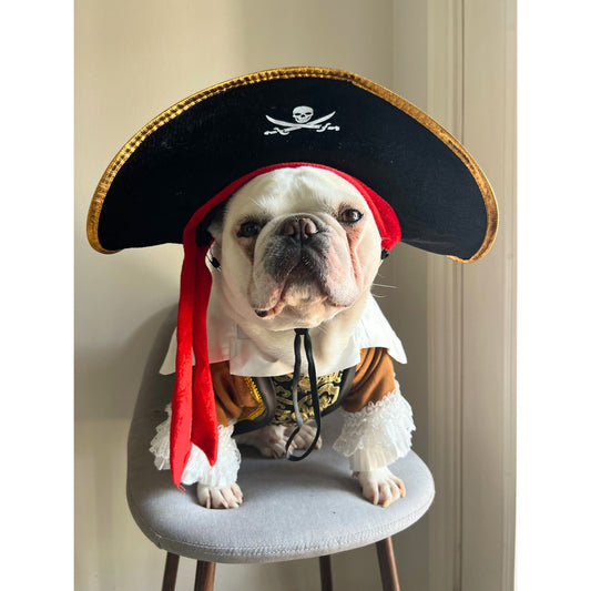 Carribean Pirate Dog Cat Pet Halloween Renaissance Costume