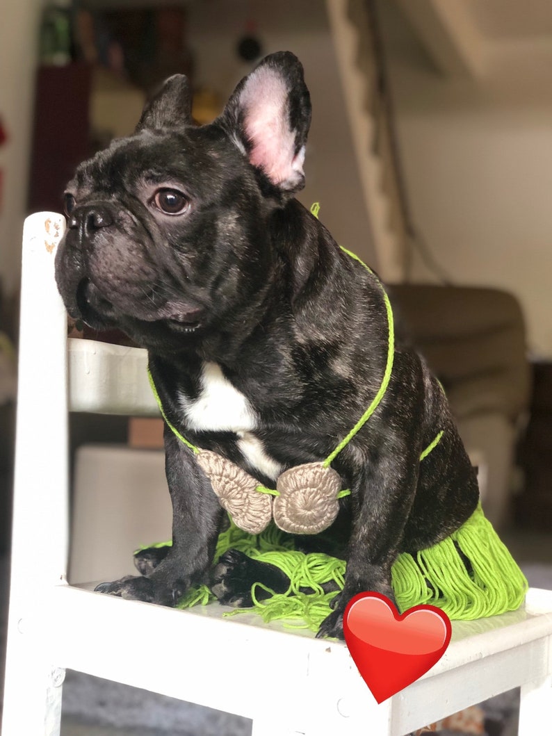 Aloha Hawaii Vibe Luau Theme Party Hula Skirt Coconut Bra Costume