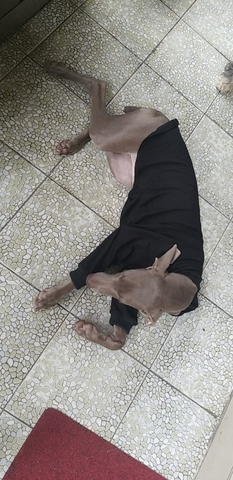 Basic Hipster White Black Steve Job Style Big Dog Turtle Neck Shirt