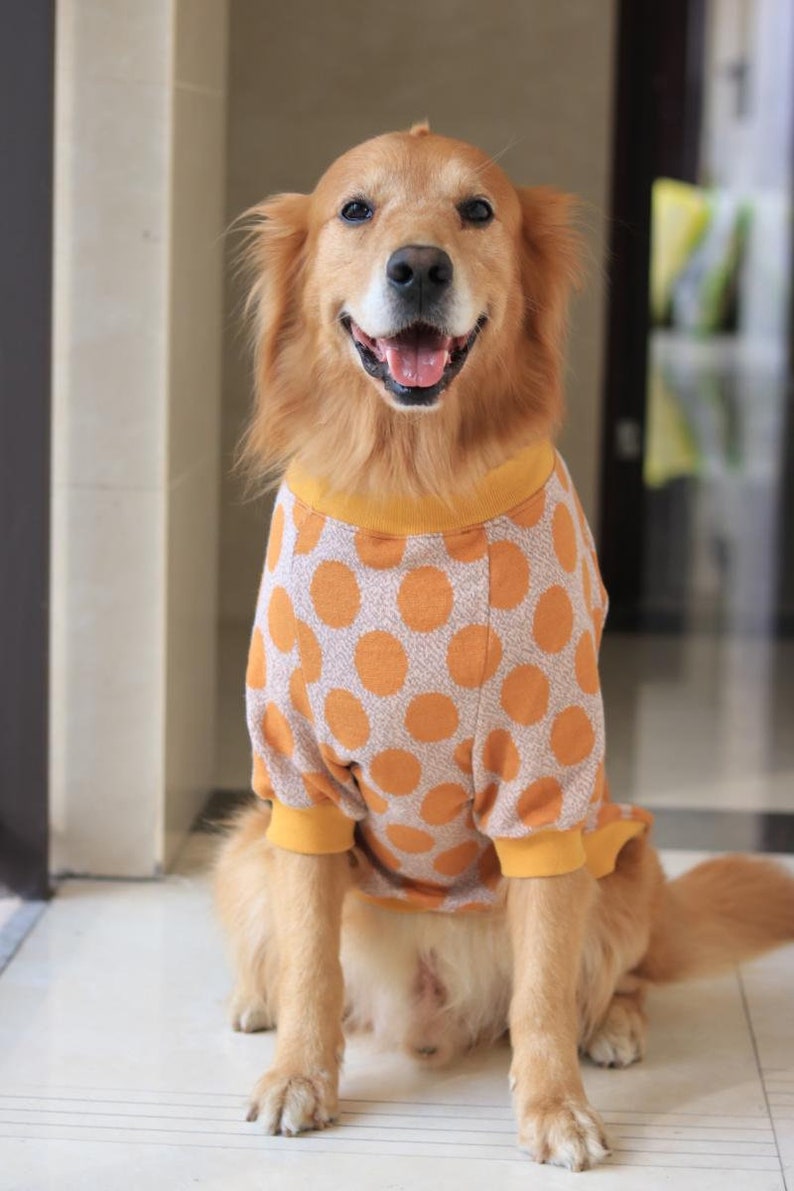 Orange Polka Dot Sweater for Big Dog