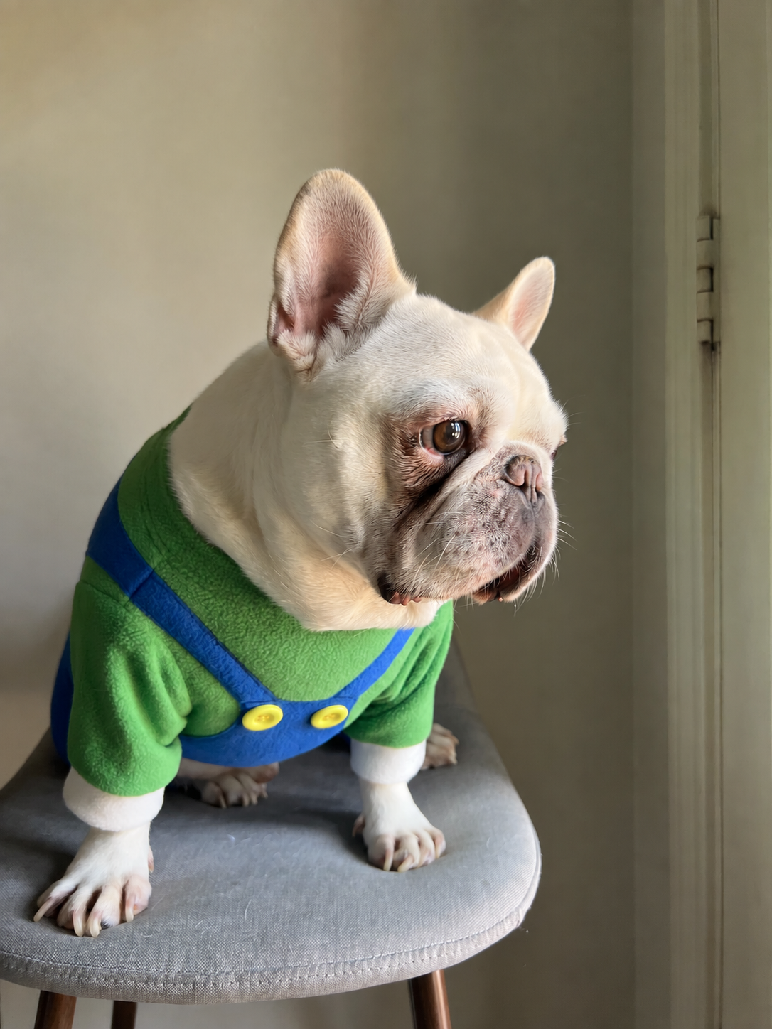Green and Blue Overall for Dog Cat Pet