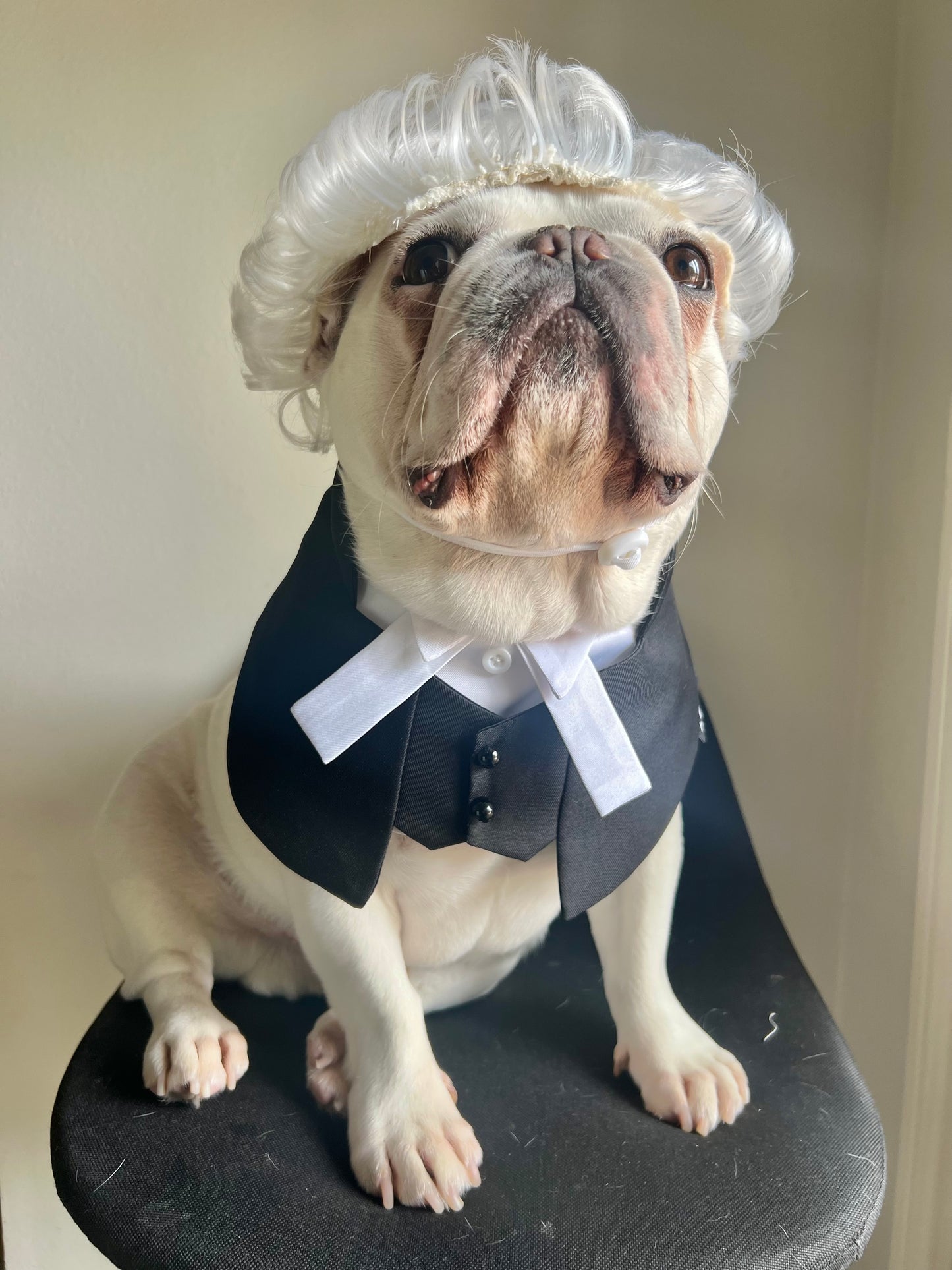 Regal Barrister Pet Costume Lawyer Wig & Robe Bandana