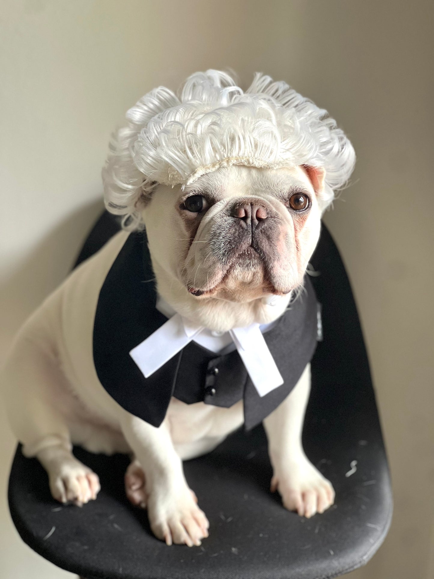 Regal Barrister Pet Costume Lawyer Wig & Robe Bandana