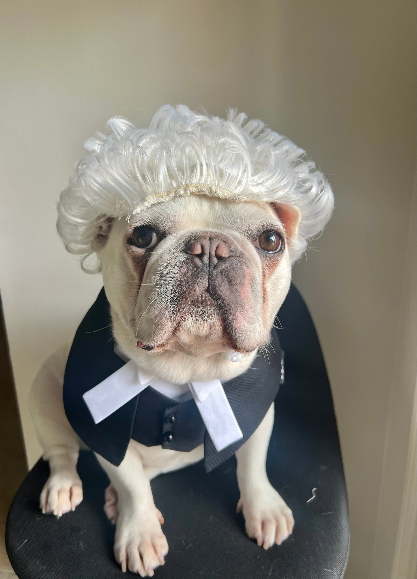 Regal Barrister Pet Costume Lawyer Wig & Robe Bandana