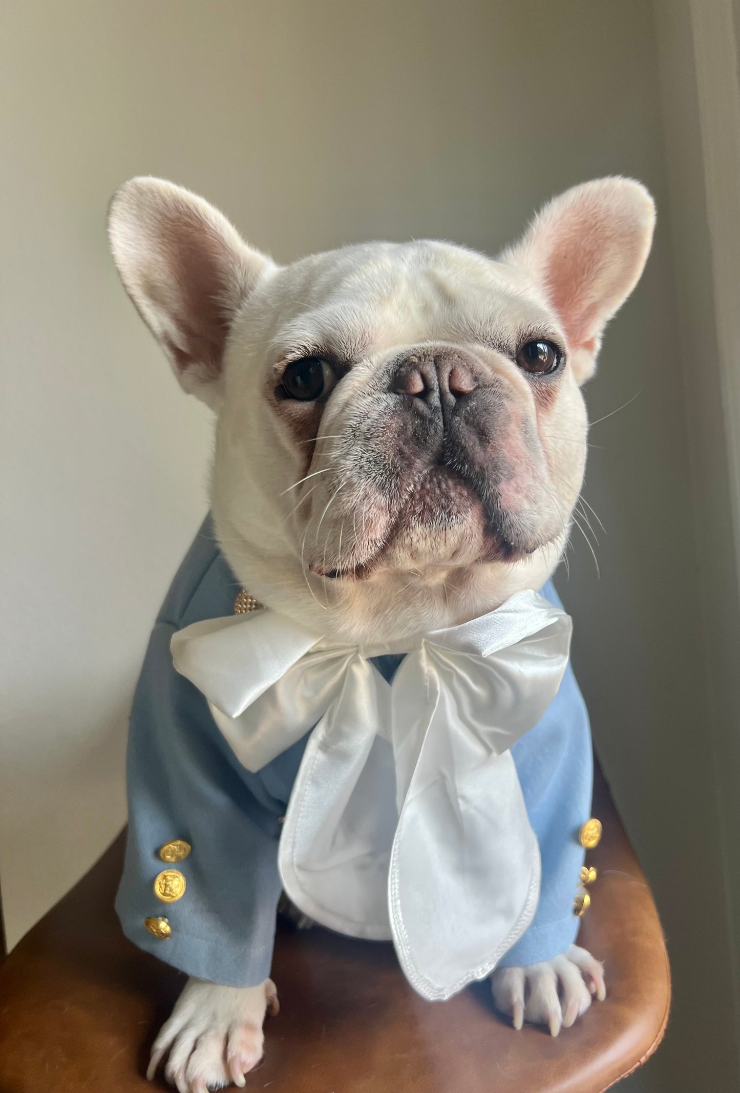 Bridgerton Regency Gentleman with Cravat Pet Cat and Dog Costume