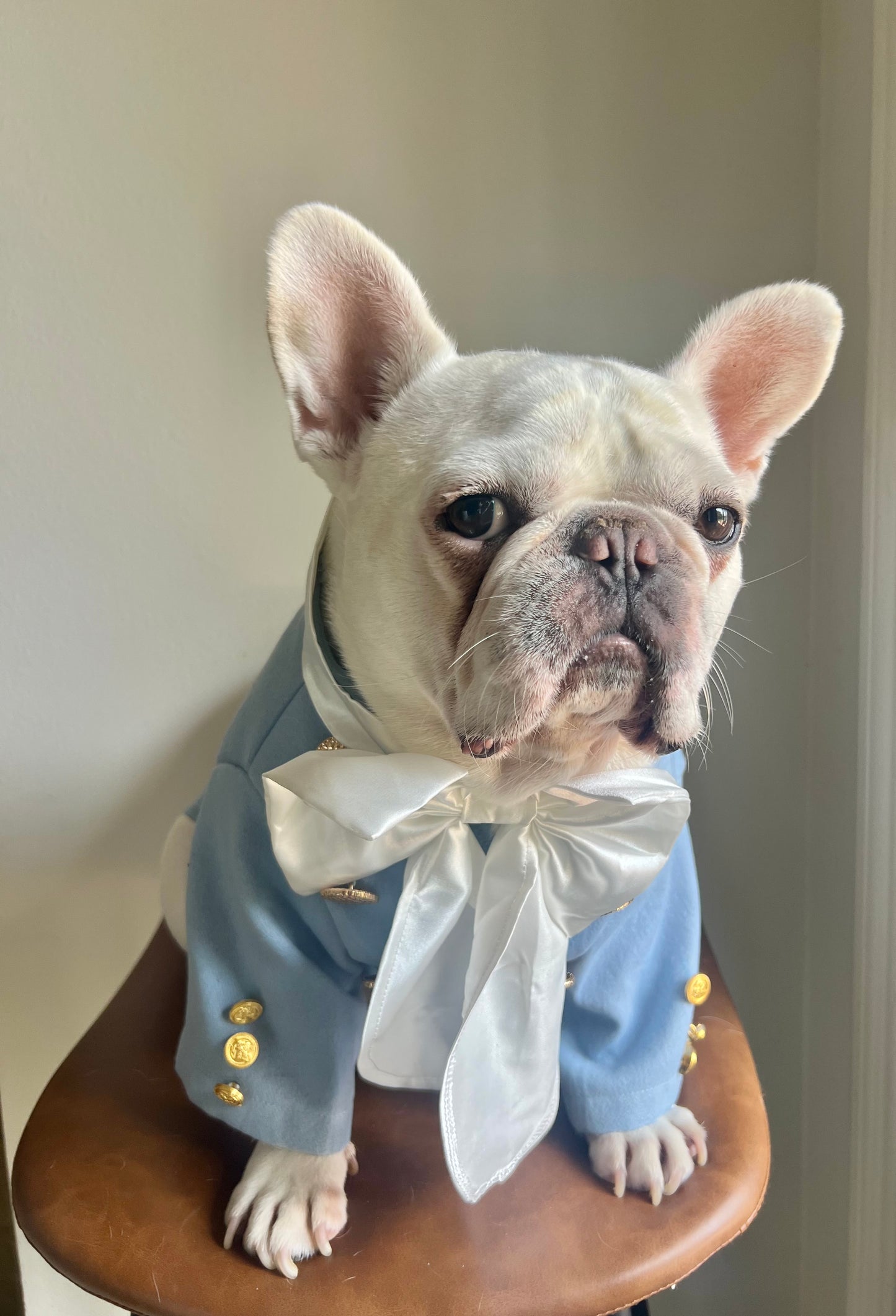Bridgerton Regency Gentleman with Cravat Pet Cat and Dog Costume