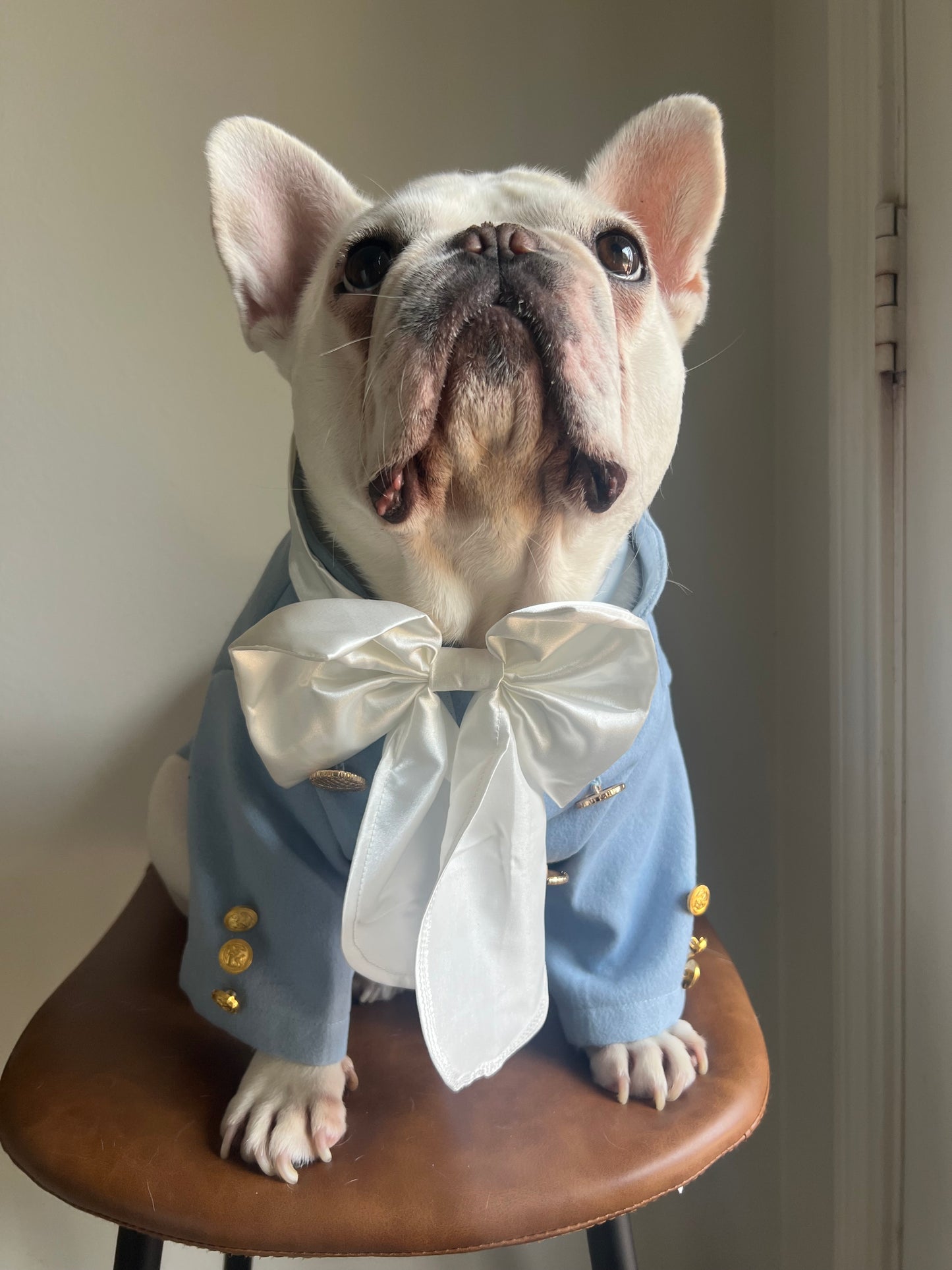 Bridgerton Regency Gentleman with Cravat Pet Cat and Dog Costume