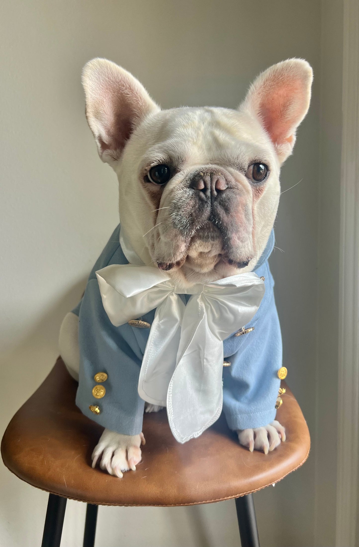 Bridgerton Regency Gentleman with Cravat Pet Cat and Dog Costume