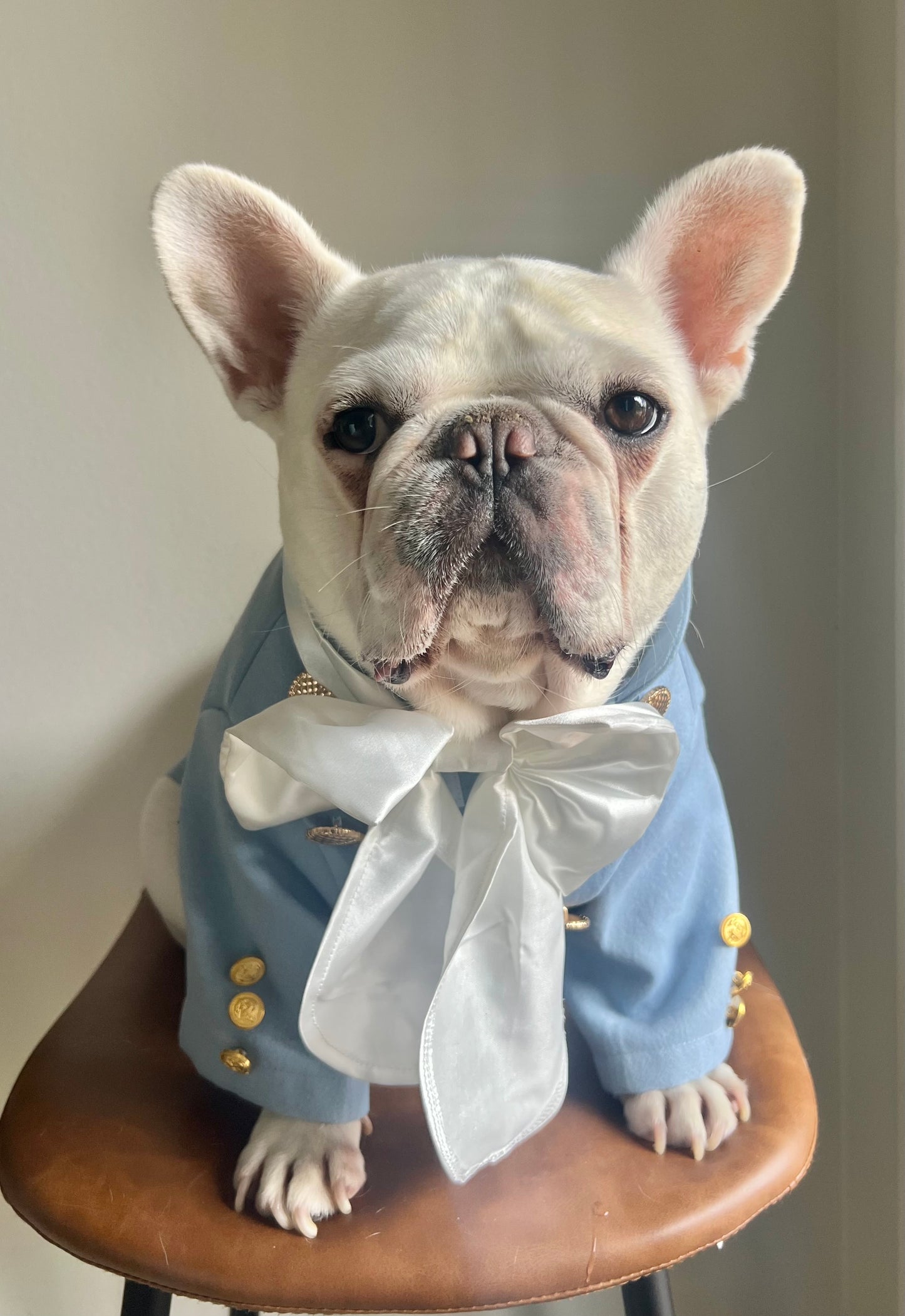 Bridgerton Regency Gentleman with Cravat Pet Cat and Dog Costume