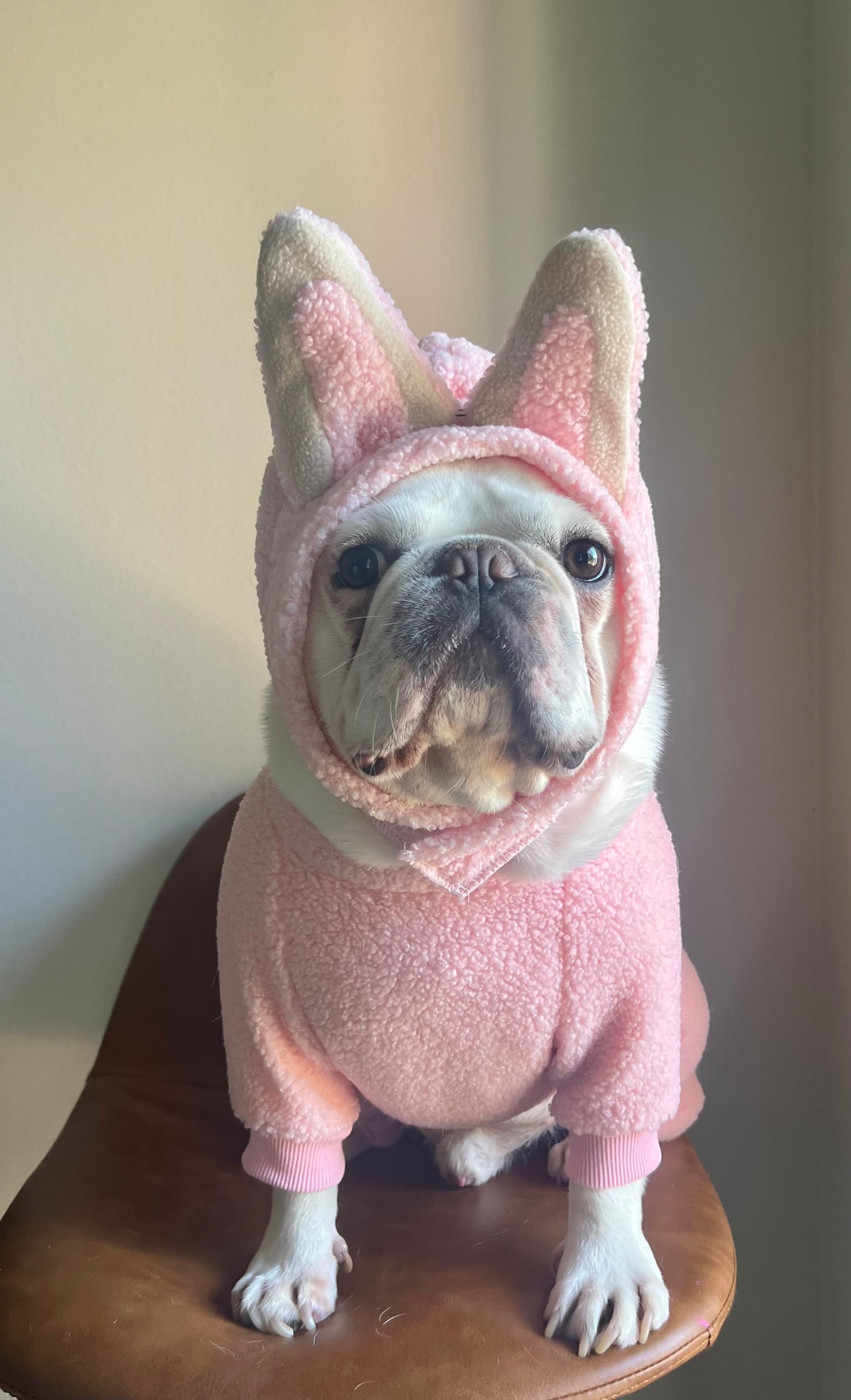 Blind Box Classic Bunny Pet Costume Dress Up for Halloween Custom Size / 2 Legs Style