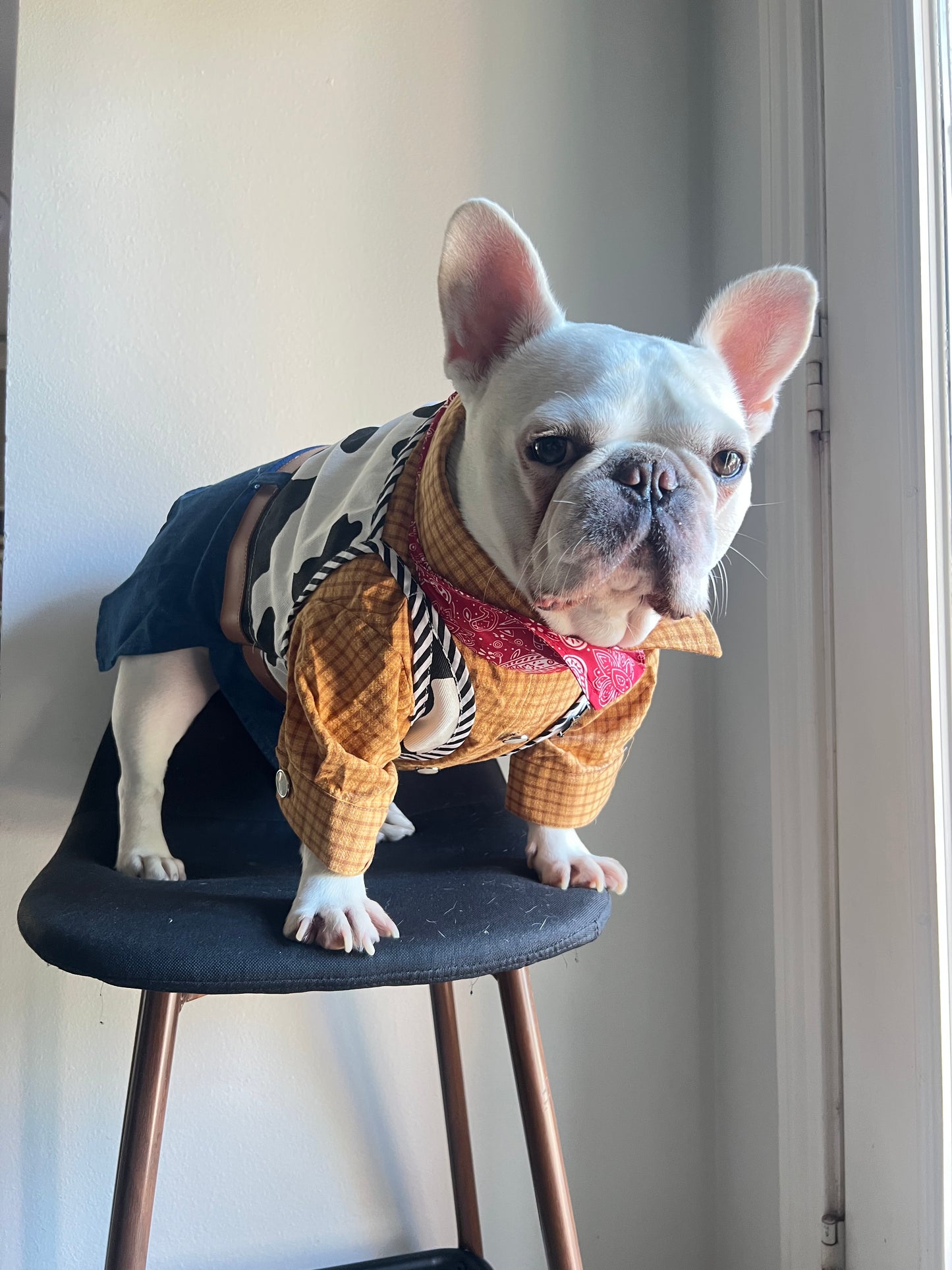 Western Cowboy Rodeo Pet Costume with Hat