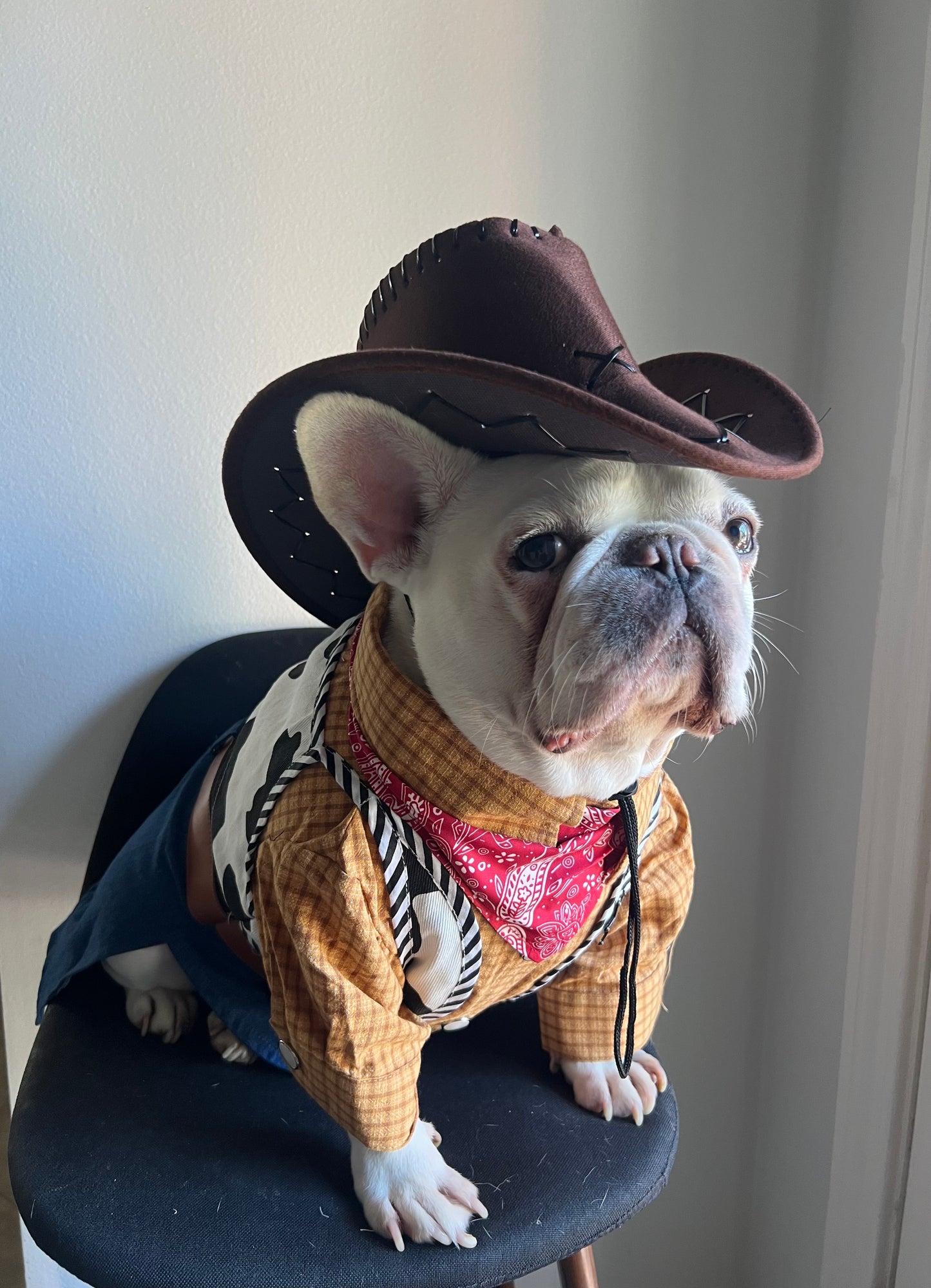 Western Cowboy Rodeo Pet Costume with Hat