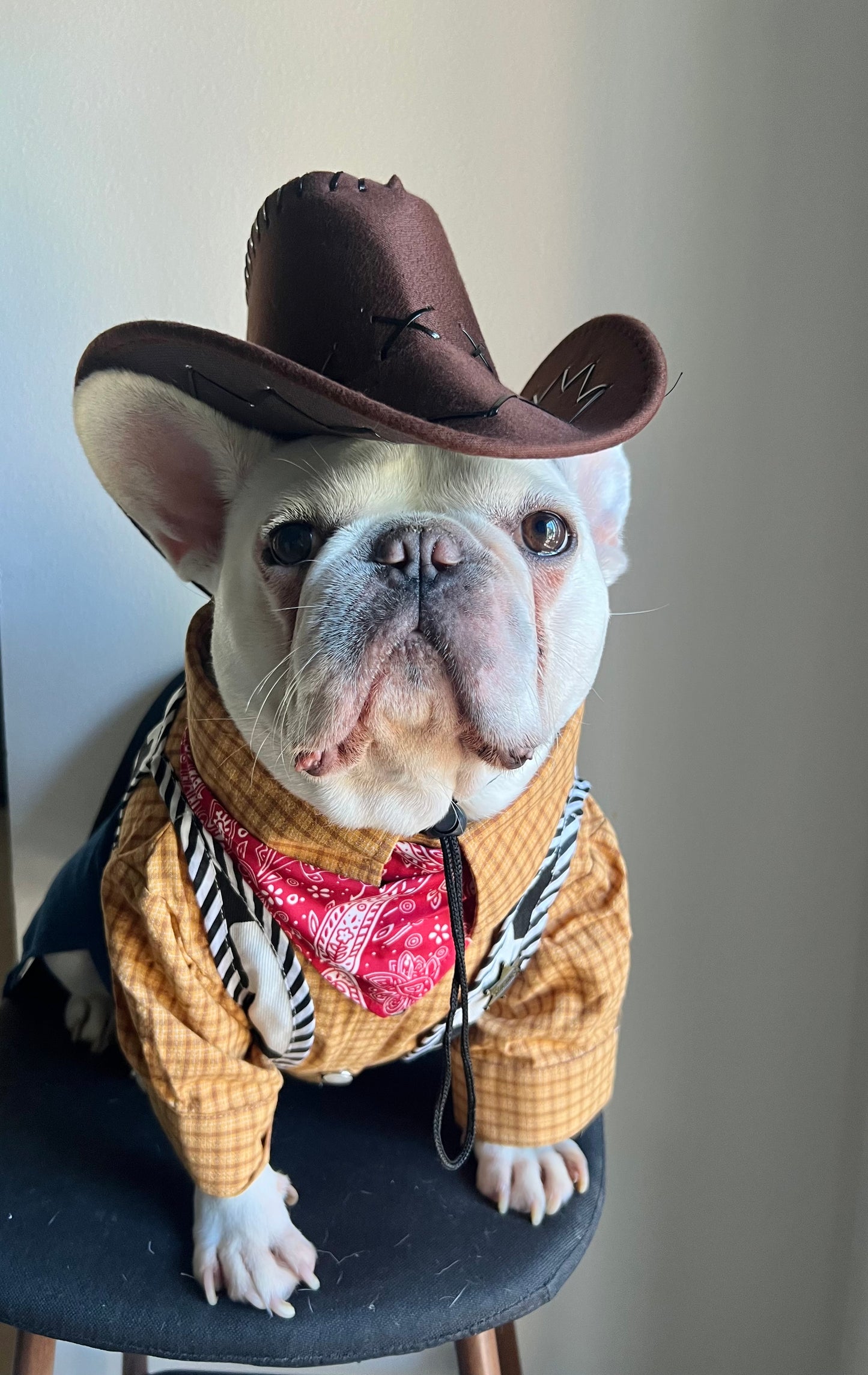 Western Cowboy Rodeo Pet Costume with Hat