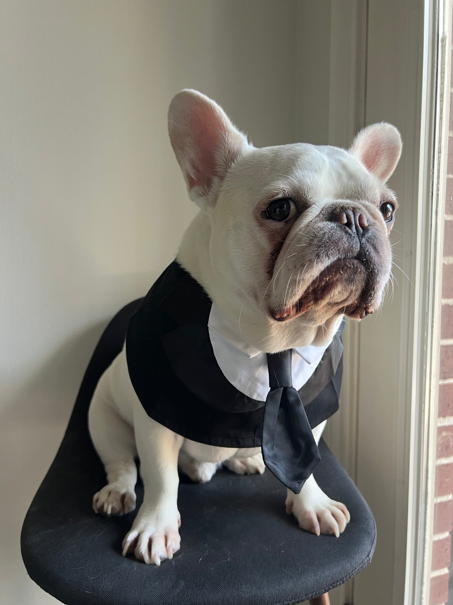 Pet Men In Black Tuxedo Bandana with Black Tie Bib