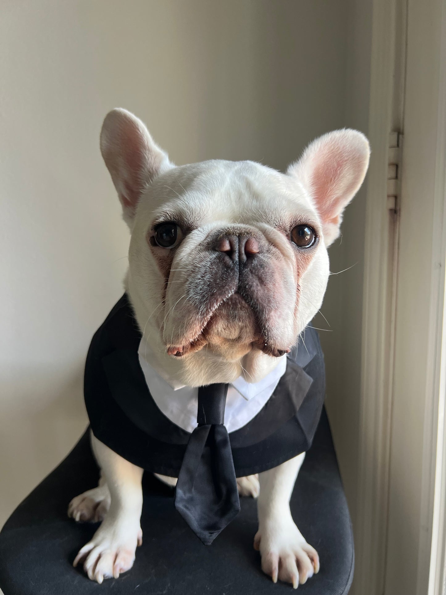 Pet Men In Black Tuxedo Bandana with Black Tie Bib