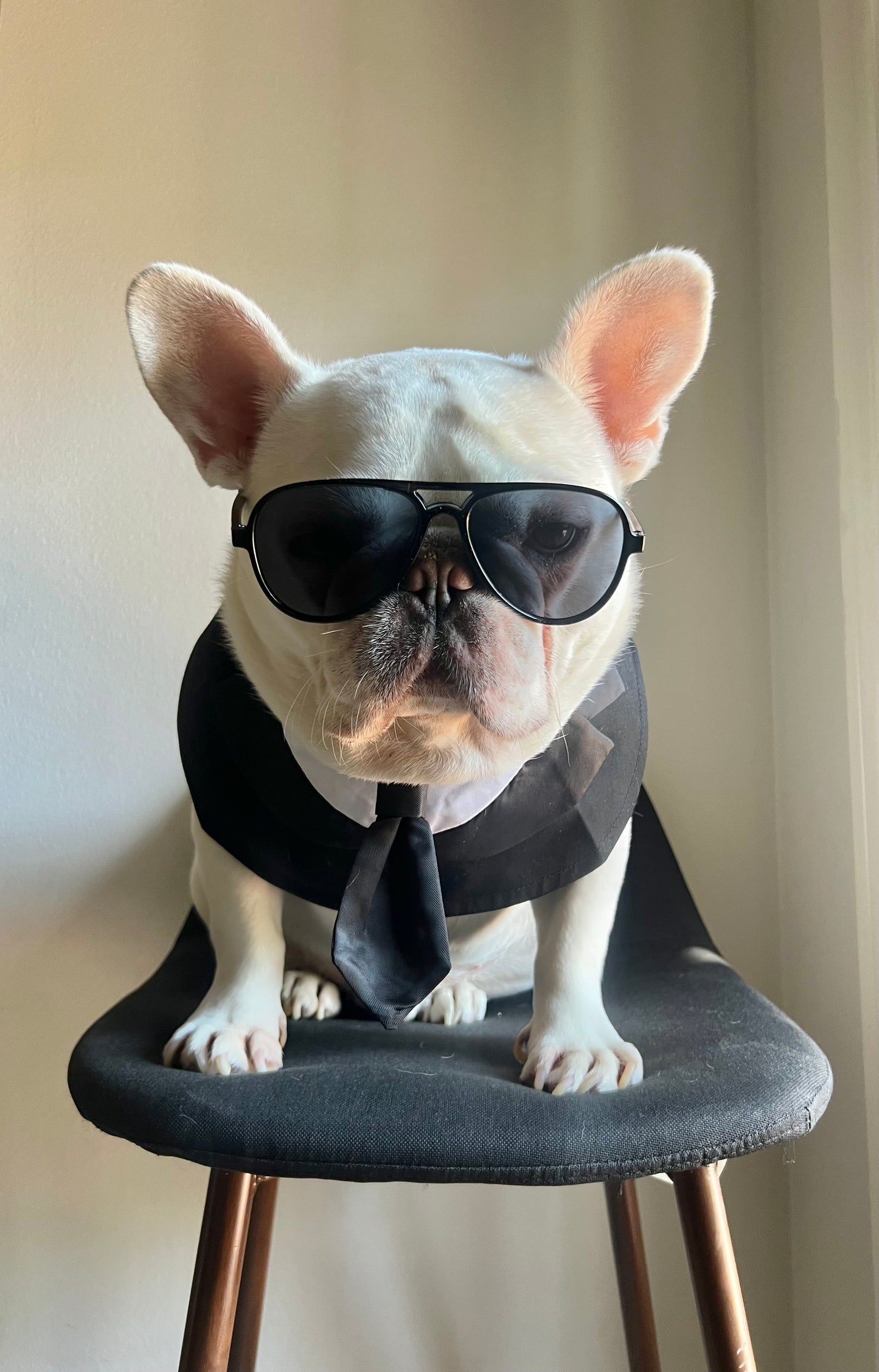 Pet Men In Black Tuxedo Bandana with Black Tie Bib