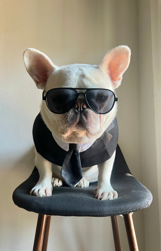 Pet Men In Black Tuxedo Bandana with Black Tie Bib