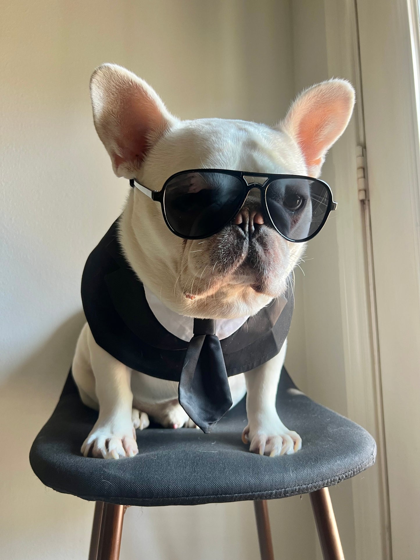 Pet Men In Black Tuxedo Bandana with Black Tie Bib