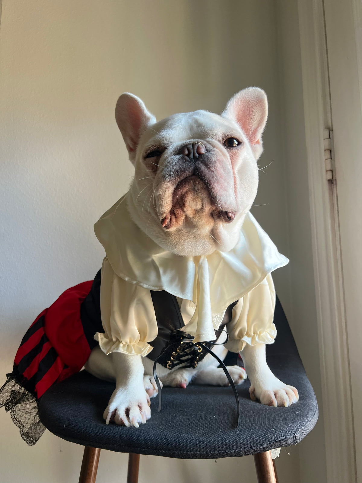 Carribean Pirate Dog Cat Pet Halloween Renaissance Corset Dress Costume