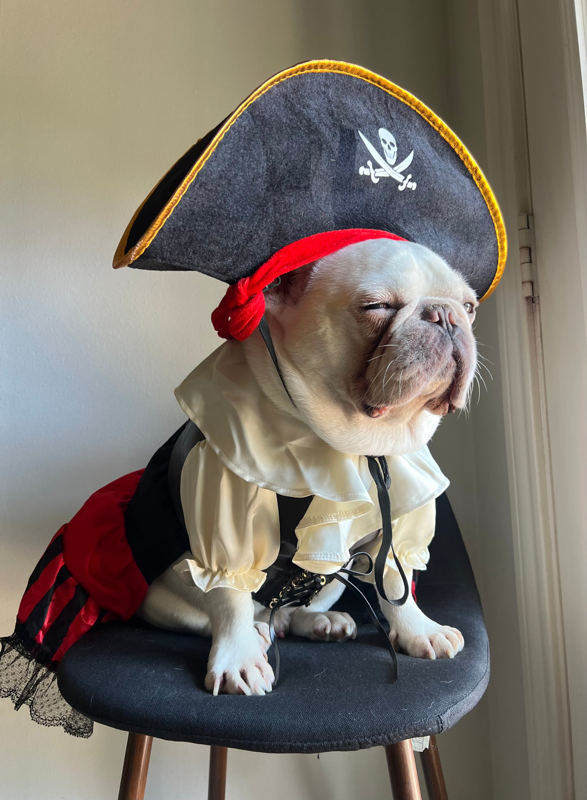 Carribean Pirate Dog Cat Pet Halloween Renaissance Corset Dress Costume