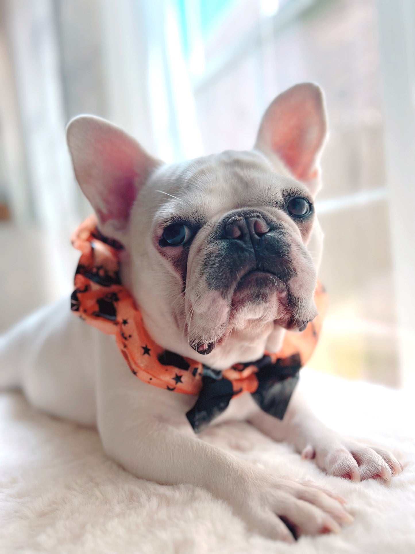 Halloween Colorful LED Glowing Neckband Bandana Collar