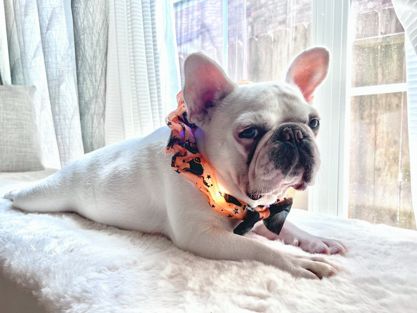 Halloween Colorful LED Glowing Neckband Bandana Collar