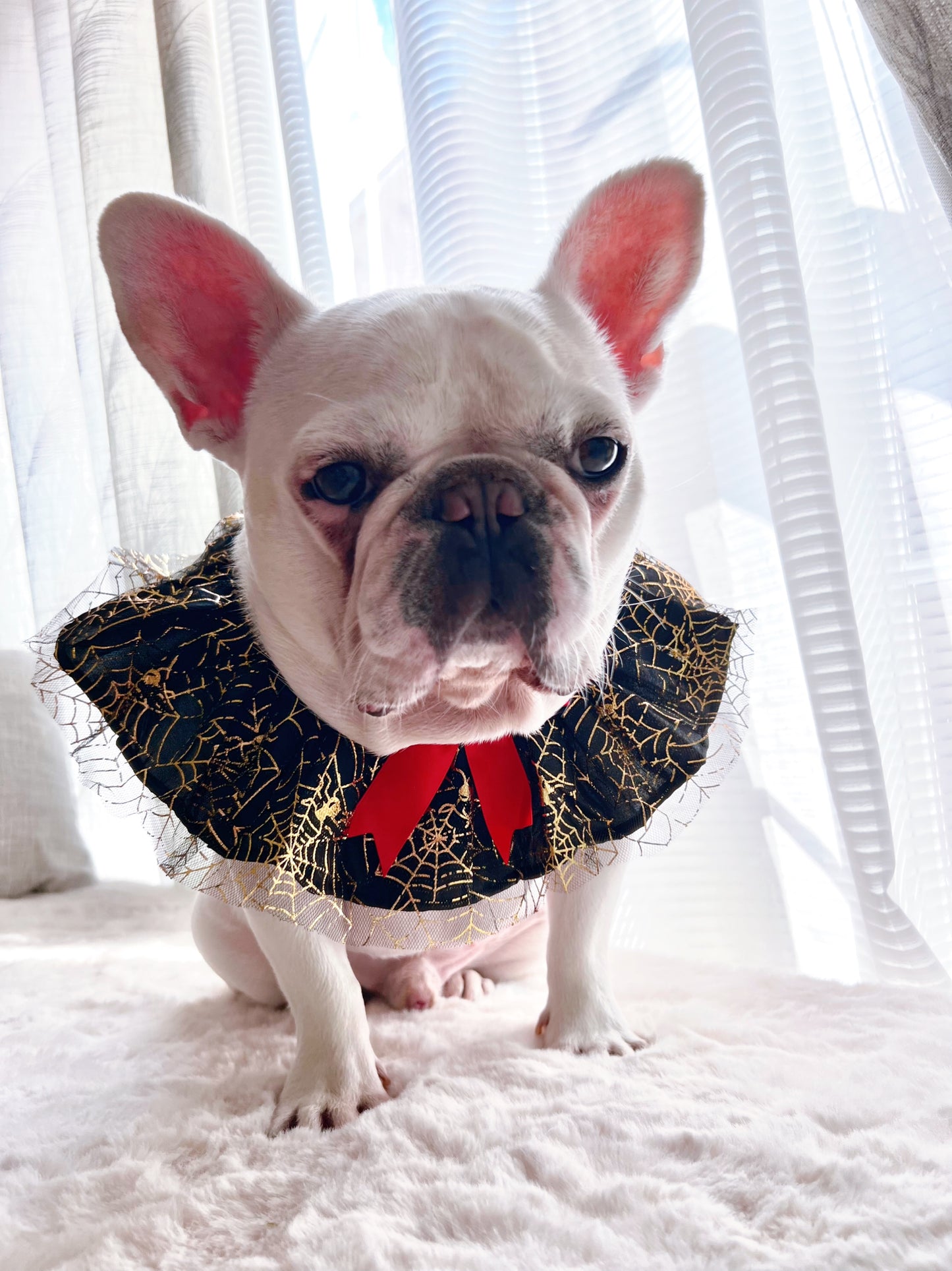 Halloween Spider Web Pet Bandana