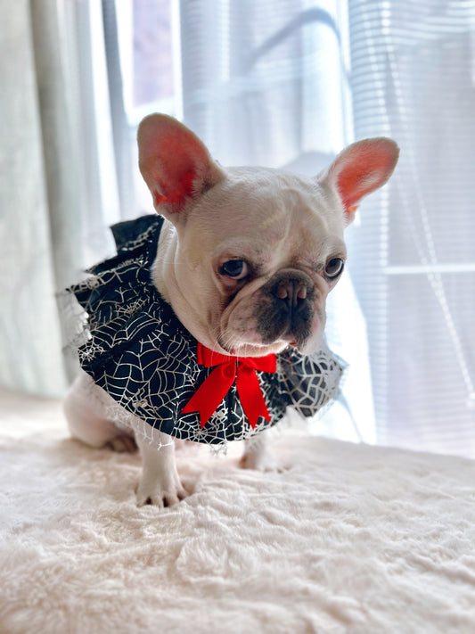 Halloween Spider Web Pet Bandana