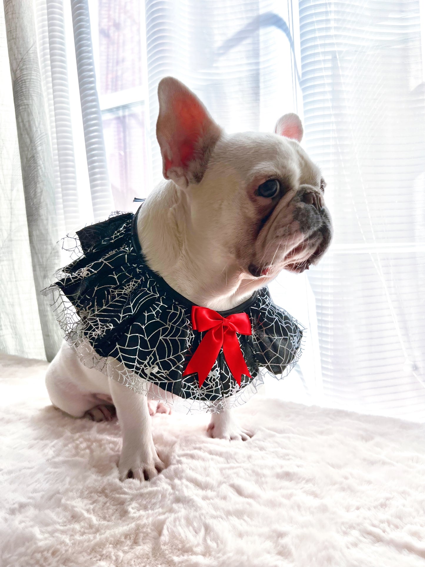 Halloween Spider Web Pet Bandana