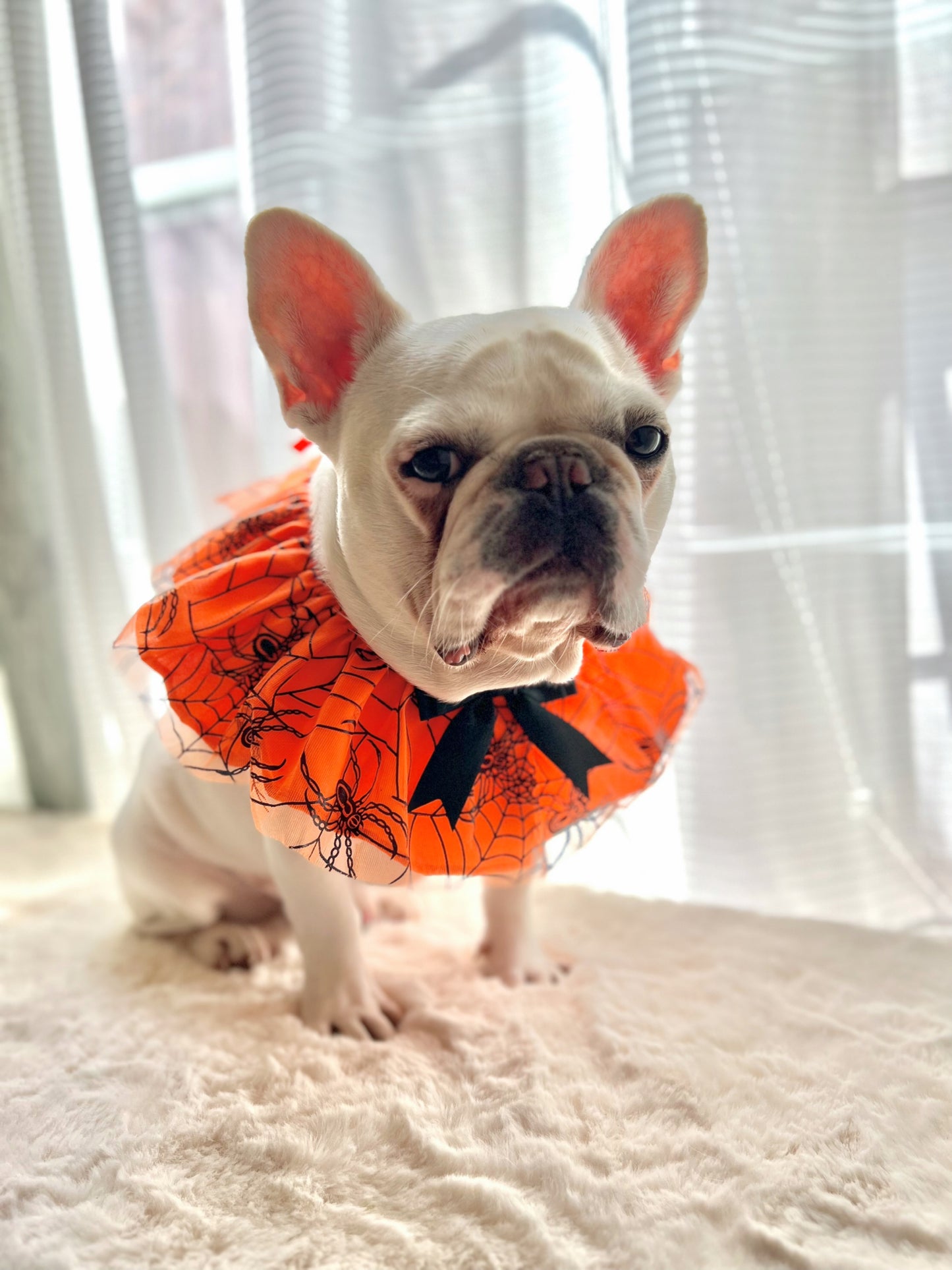 Halloween Spider Web Pet Bandana