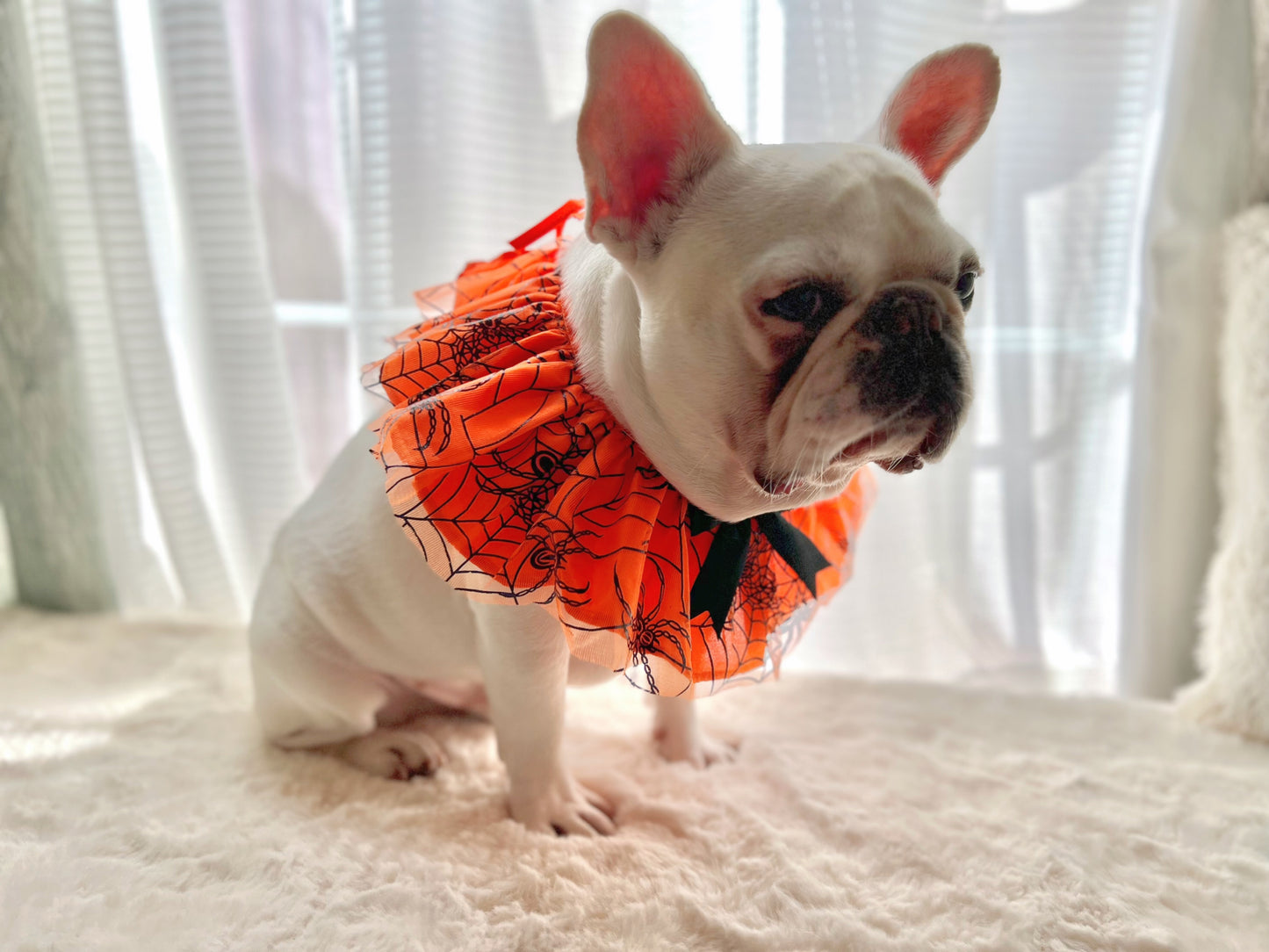 Halloween Spider Web Pet Bandana