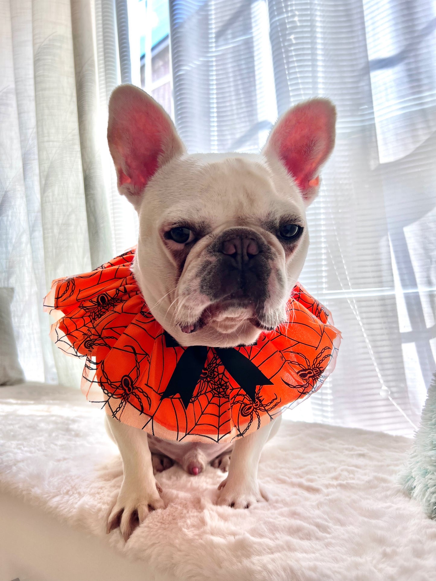 Halloween Spider Web Pet Bandana