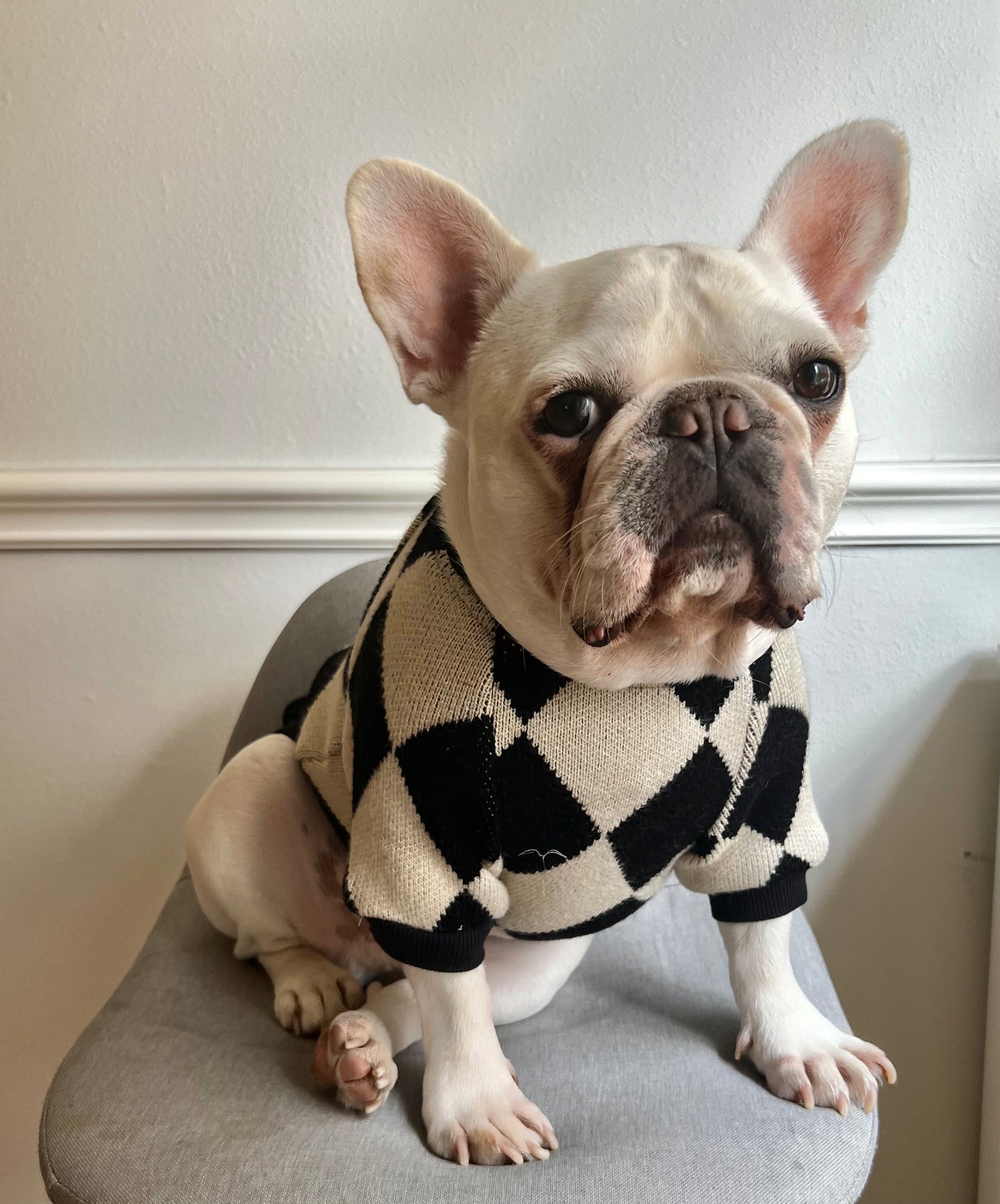 Black Diamond Owner Cardigan and Pet Matching Sweater