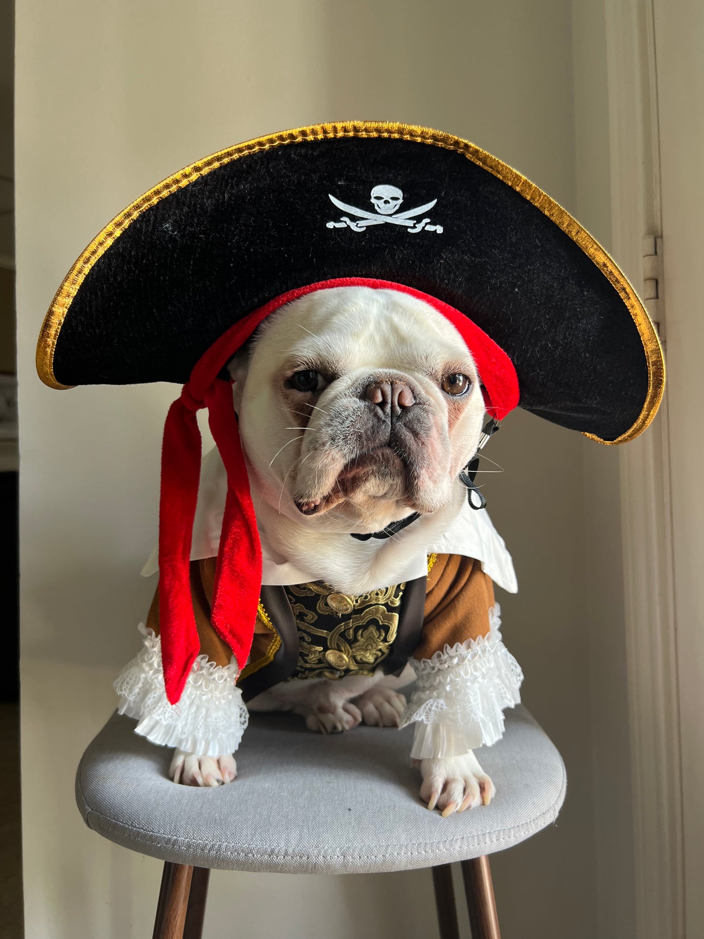Carribean Pirate Dog Cat Pet Halloween Renaissance Costume