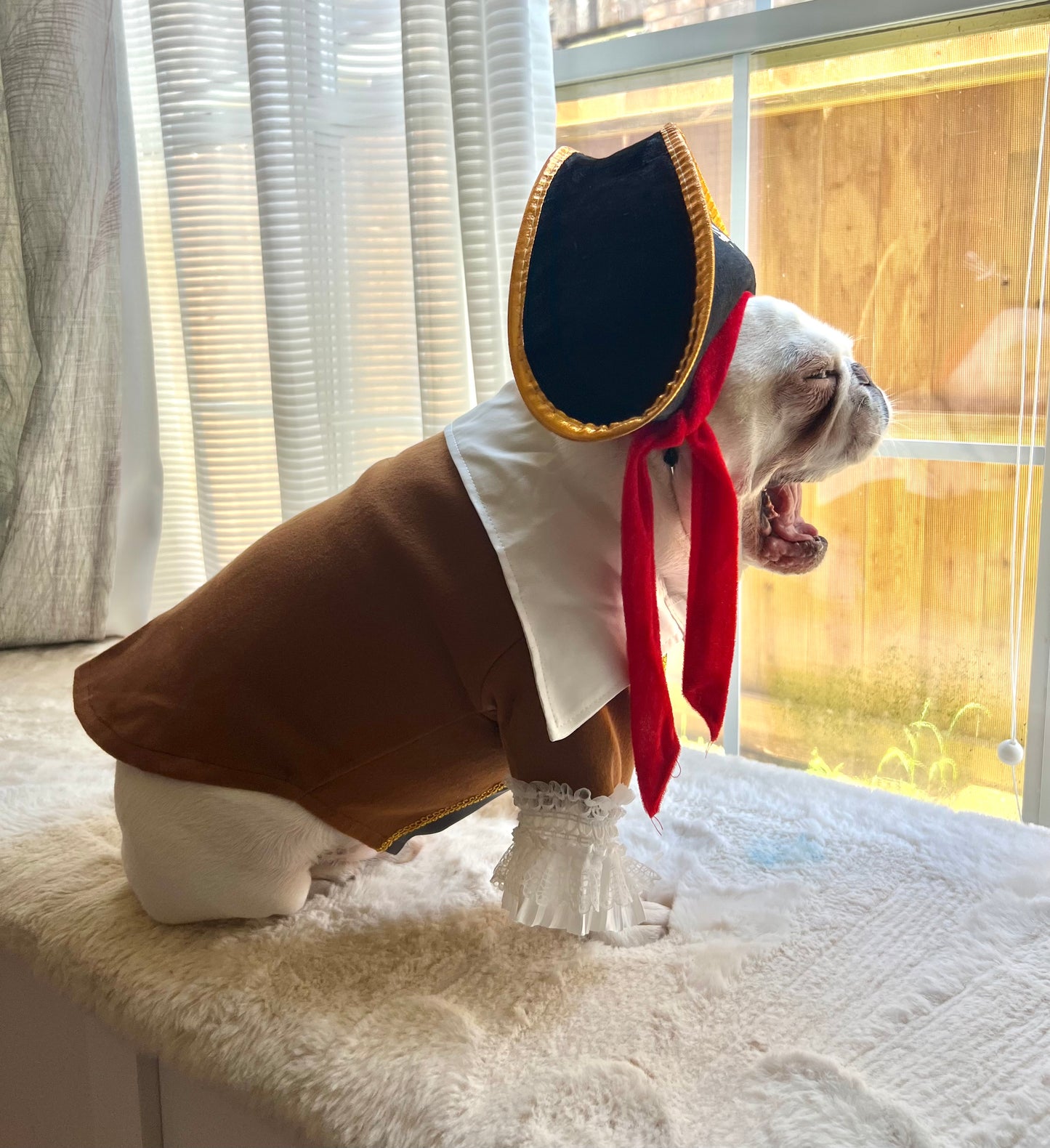 Carribean Pirate Dog Cat Pet Halloween Renaissance Costume