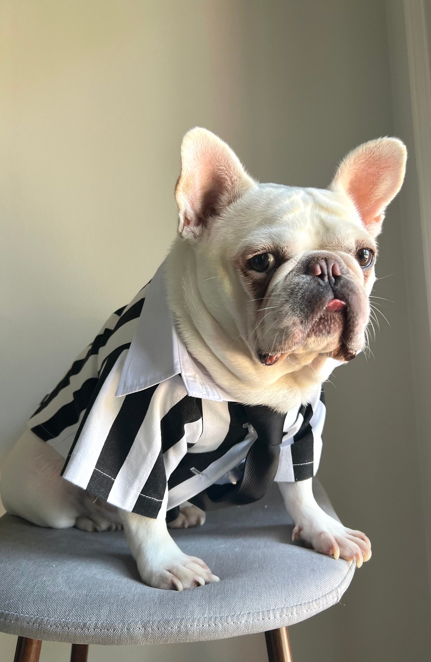 Black White Striped Pet Costume with Tie