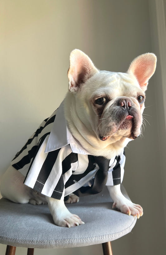 Black White Striped Pet Costume with Tie